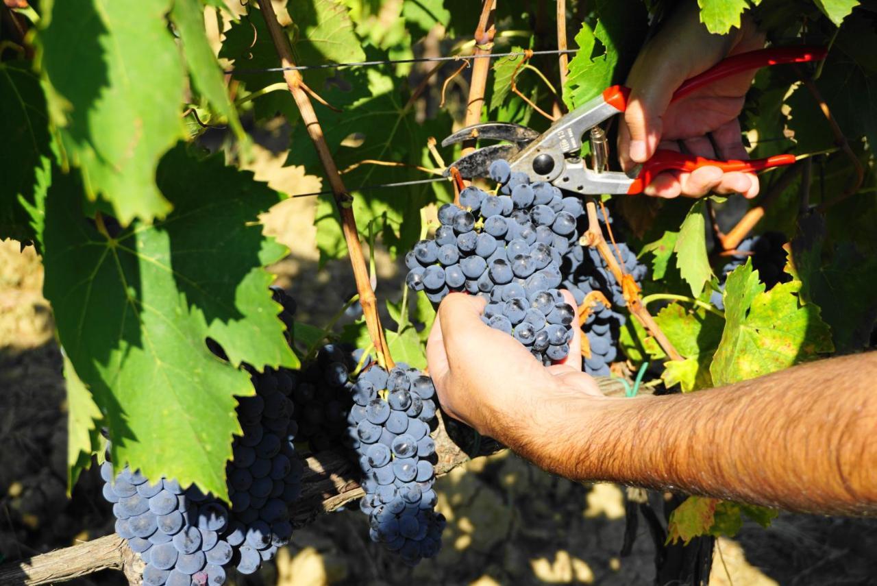 Fattoria Lornano Winery Villa Monteriggioni Kültér fotó