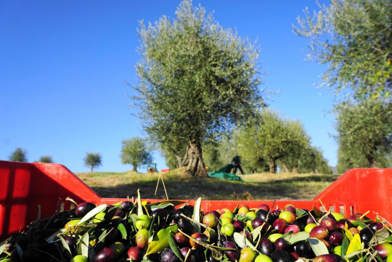 Fattoria Lornano Winery Villa Monteriggioni Kültér fotó