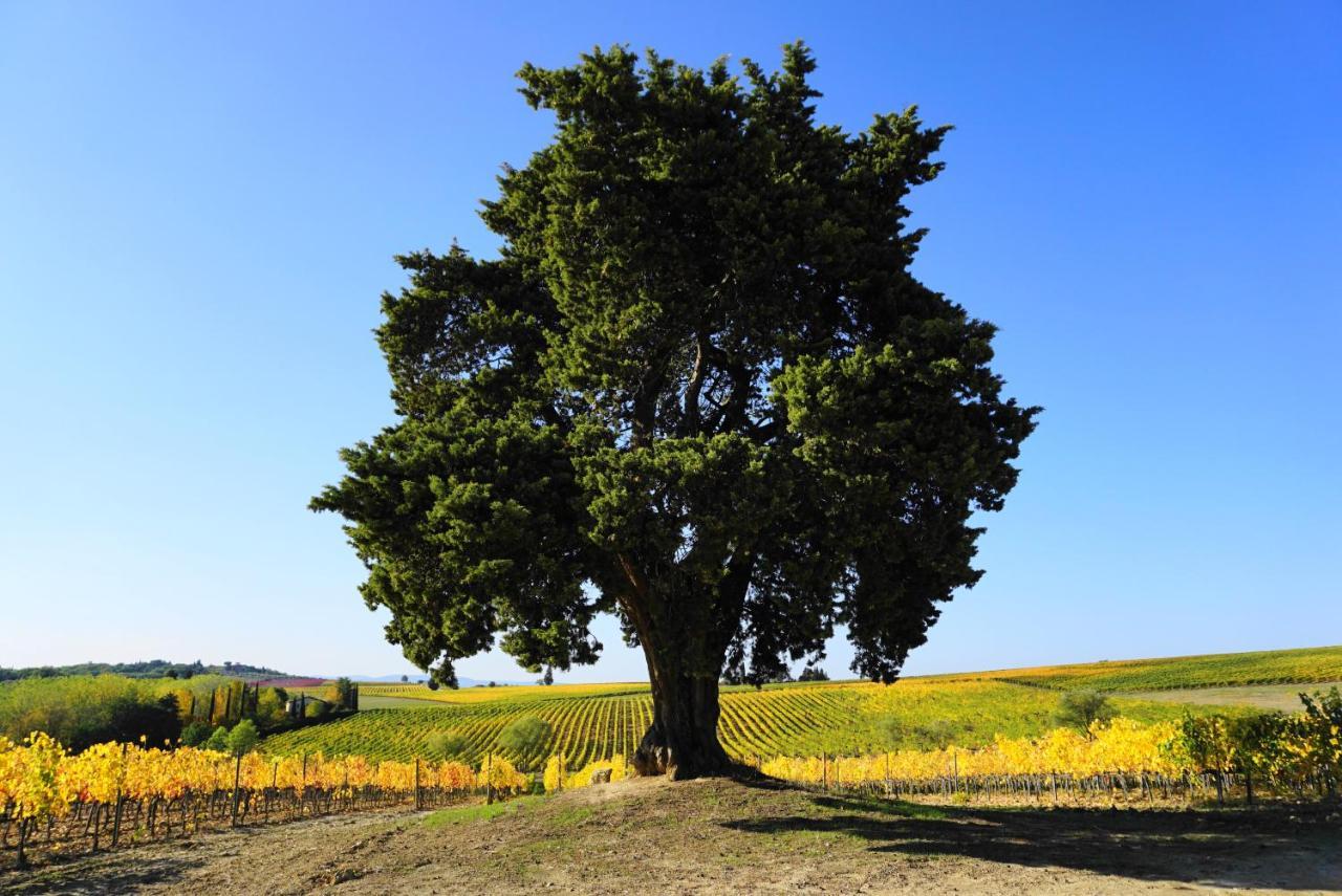 Fattoria Lornano Winery Villa Monteriggioni Kültér fotó